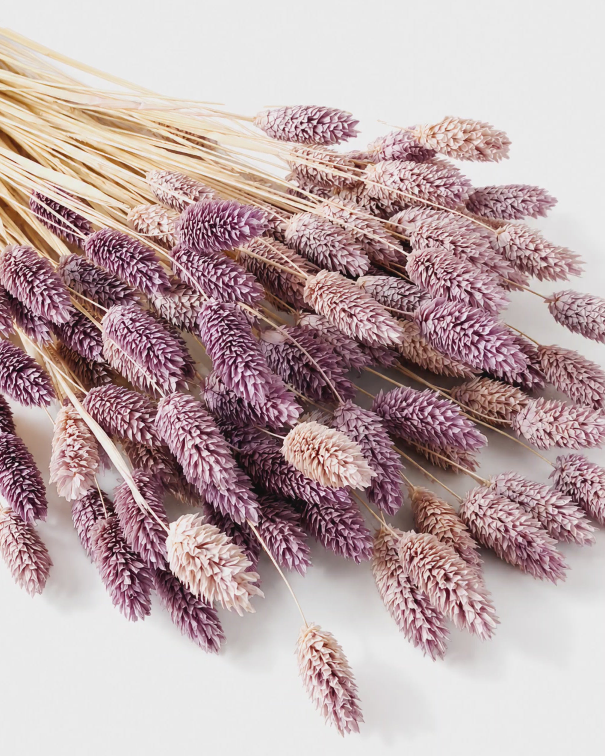 Soft Purple Phalaris Stems, Dried Canary Grass