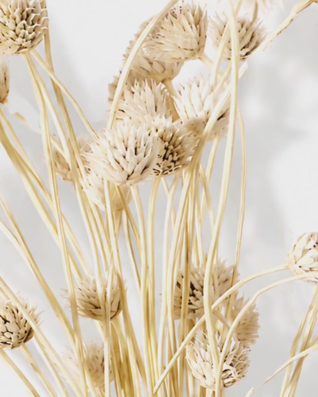 Dried Natural Bleached Cephalaria Stems