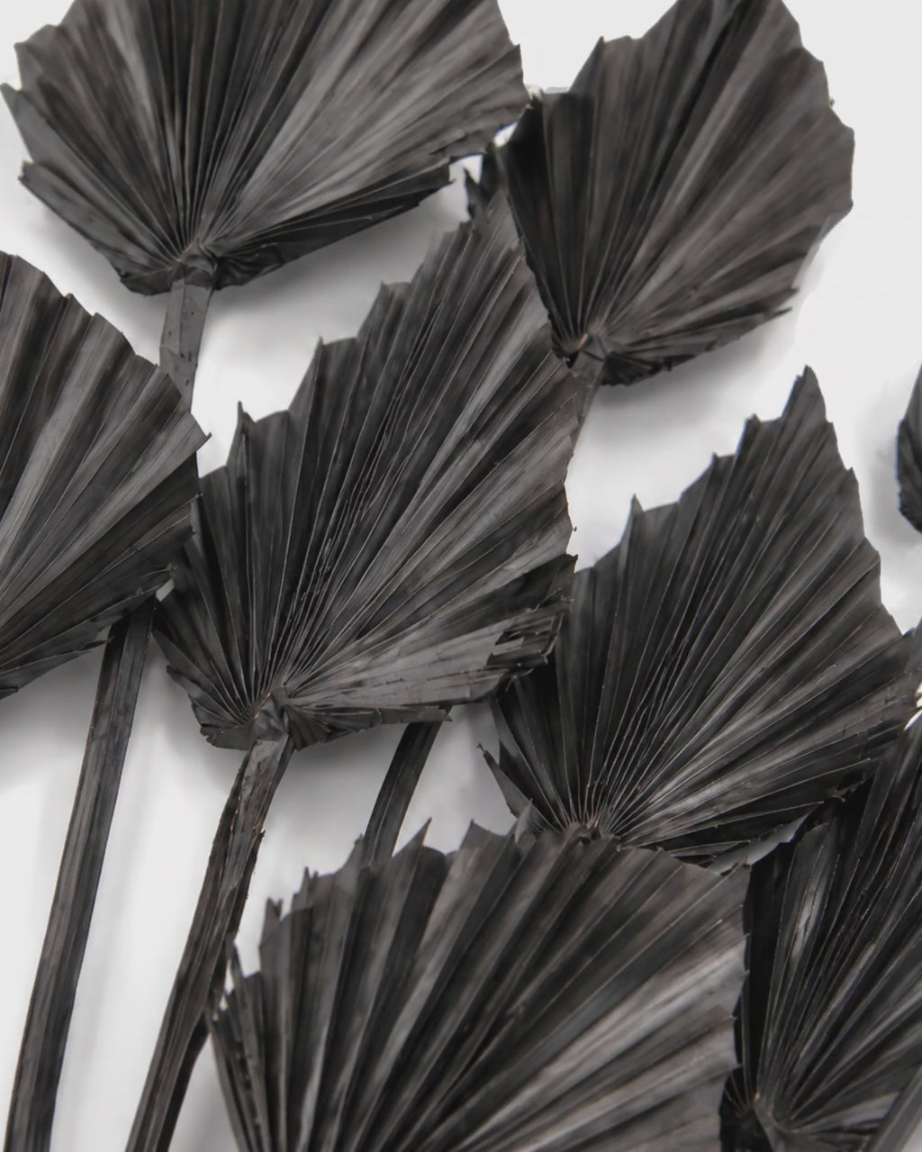 Black Dried Palm Spear Leaves