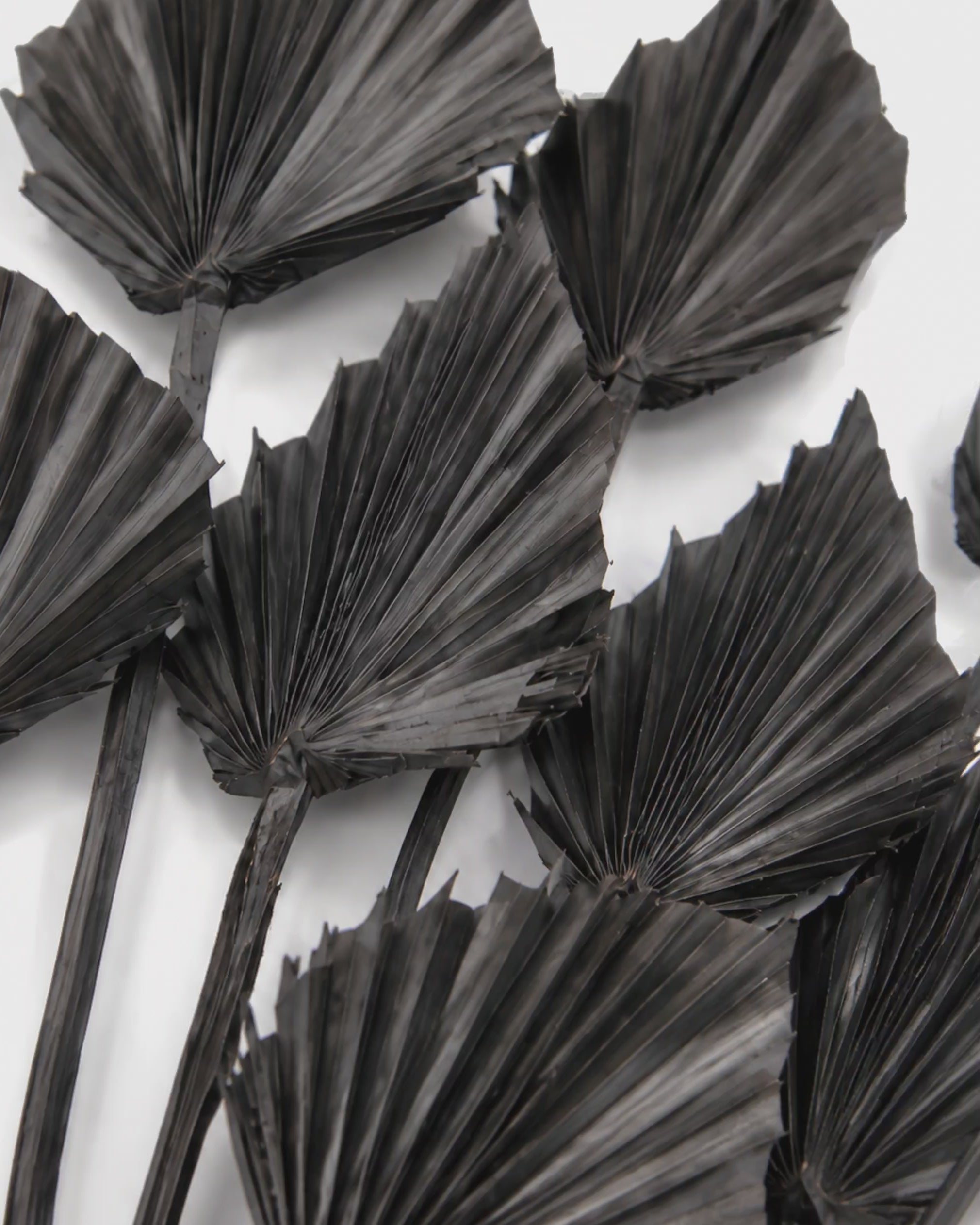 Black Dried Palm Spear Leaves