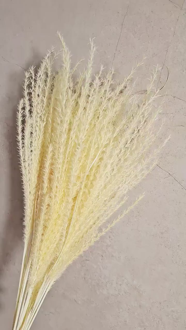 Dried Miscanthus Grass Stems 60 cm | Warm Cream Beige Pampas Style | Fluffy Dried Grass | Florist Supply