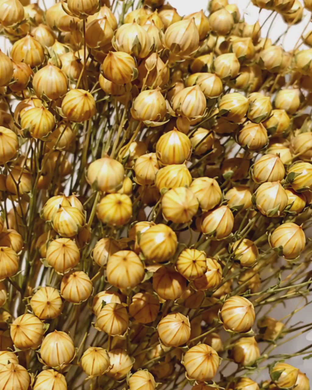 Preserved Natural Flax Pod Stems - Golden Linum