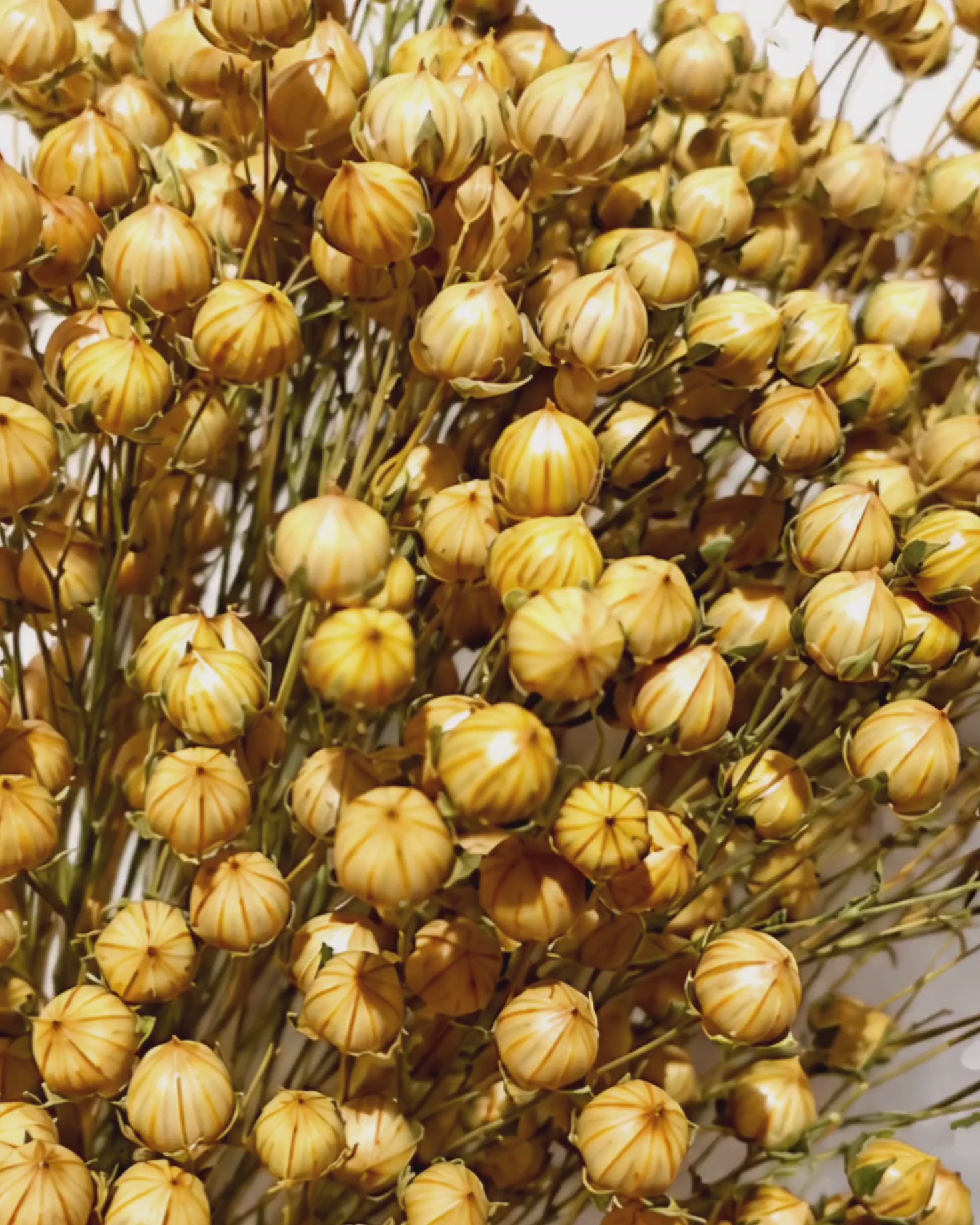 Preserved Natural Flax Pod Stems - Golden Linum