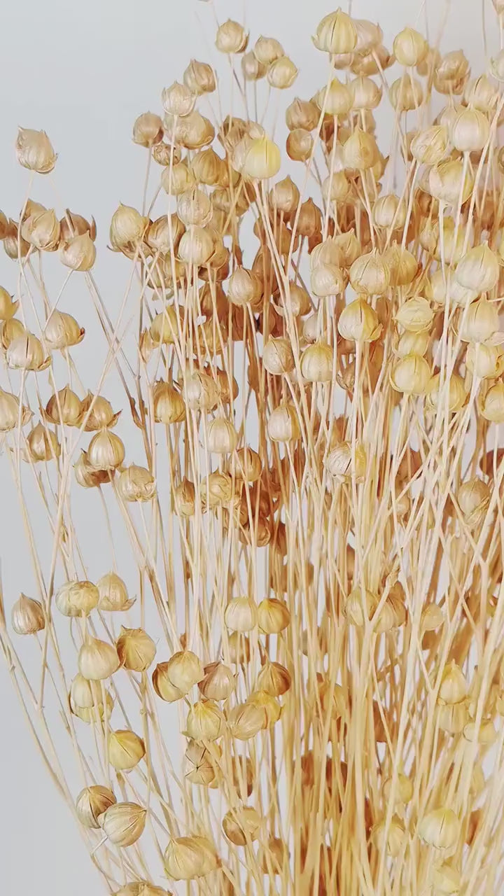 Pearl Dried Flax Stems | Preserved Ivory Flax | Dried Flower Stems | Florist Supply