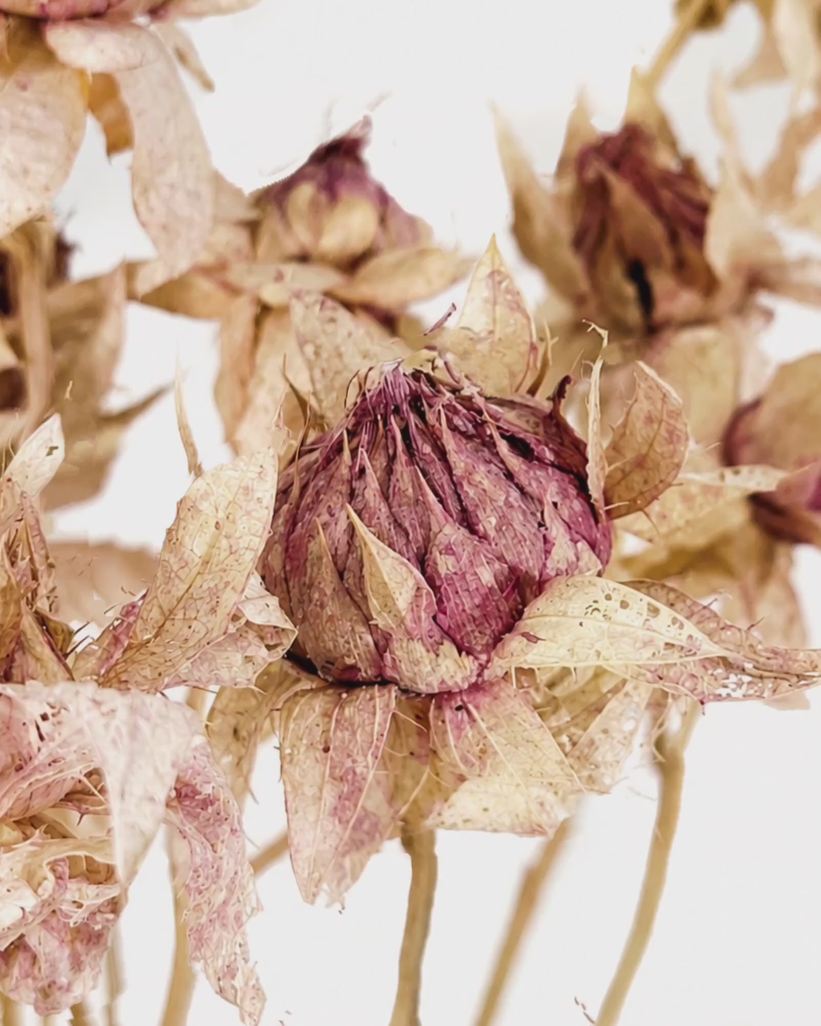 Blush Pink Safflower Stems