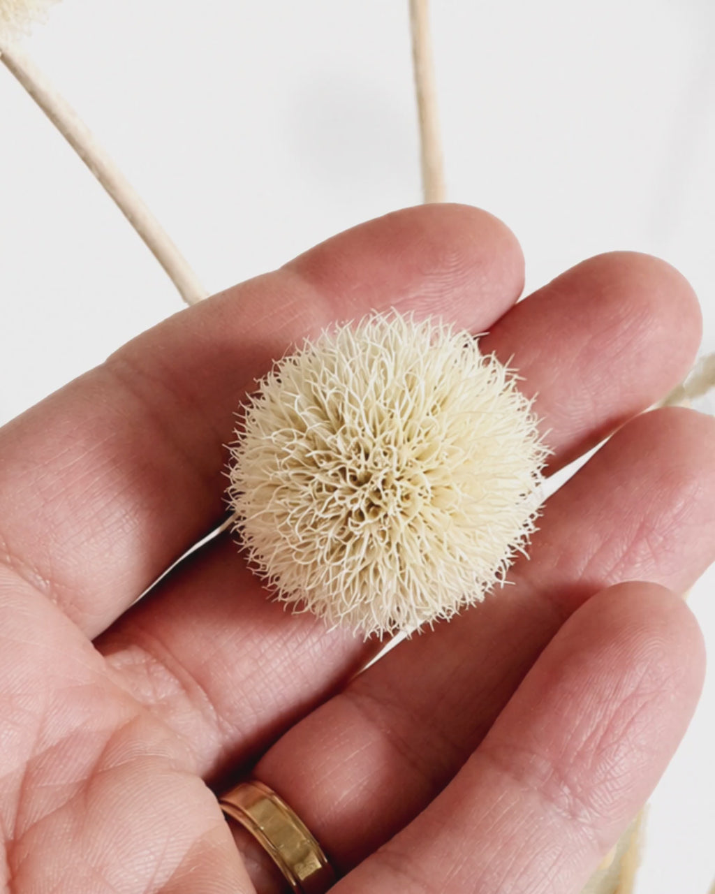 Natural Beige Dried Allium Stems