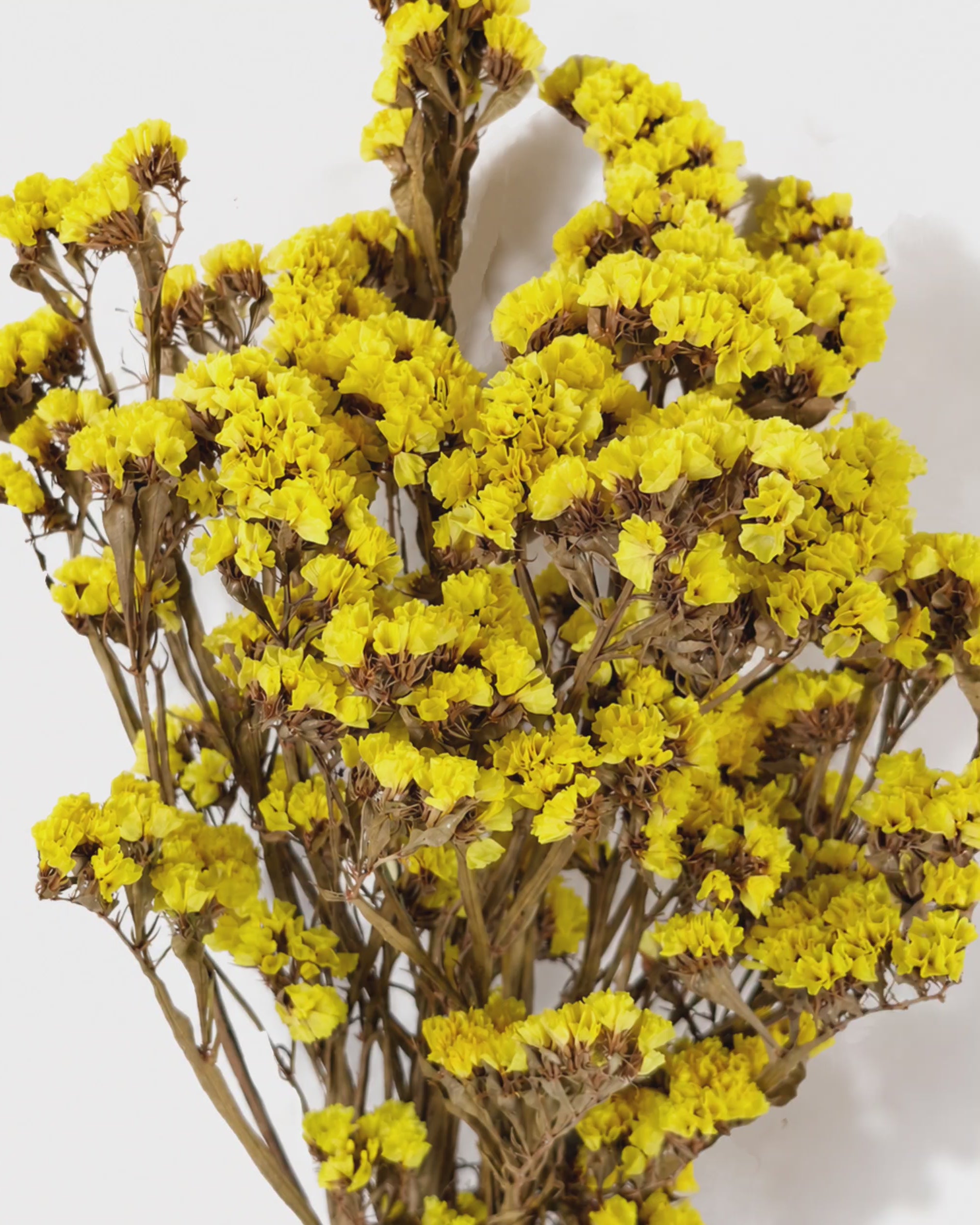 Yellow Statice Stems