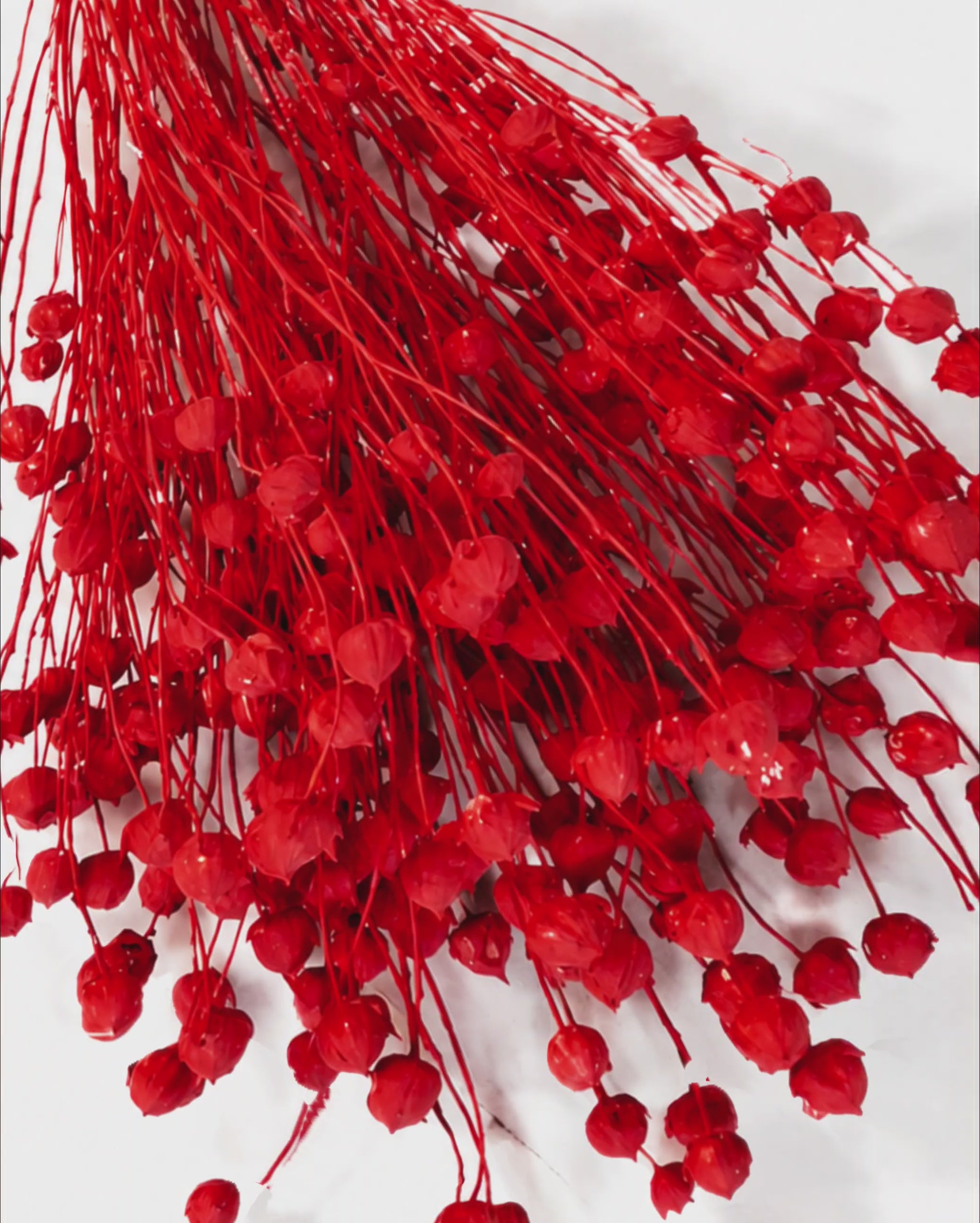 Bright Red Preserved Flax Stems