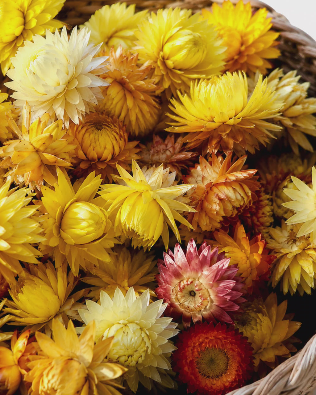 Yellow Dried Strawflower Heads Helichrysum