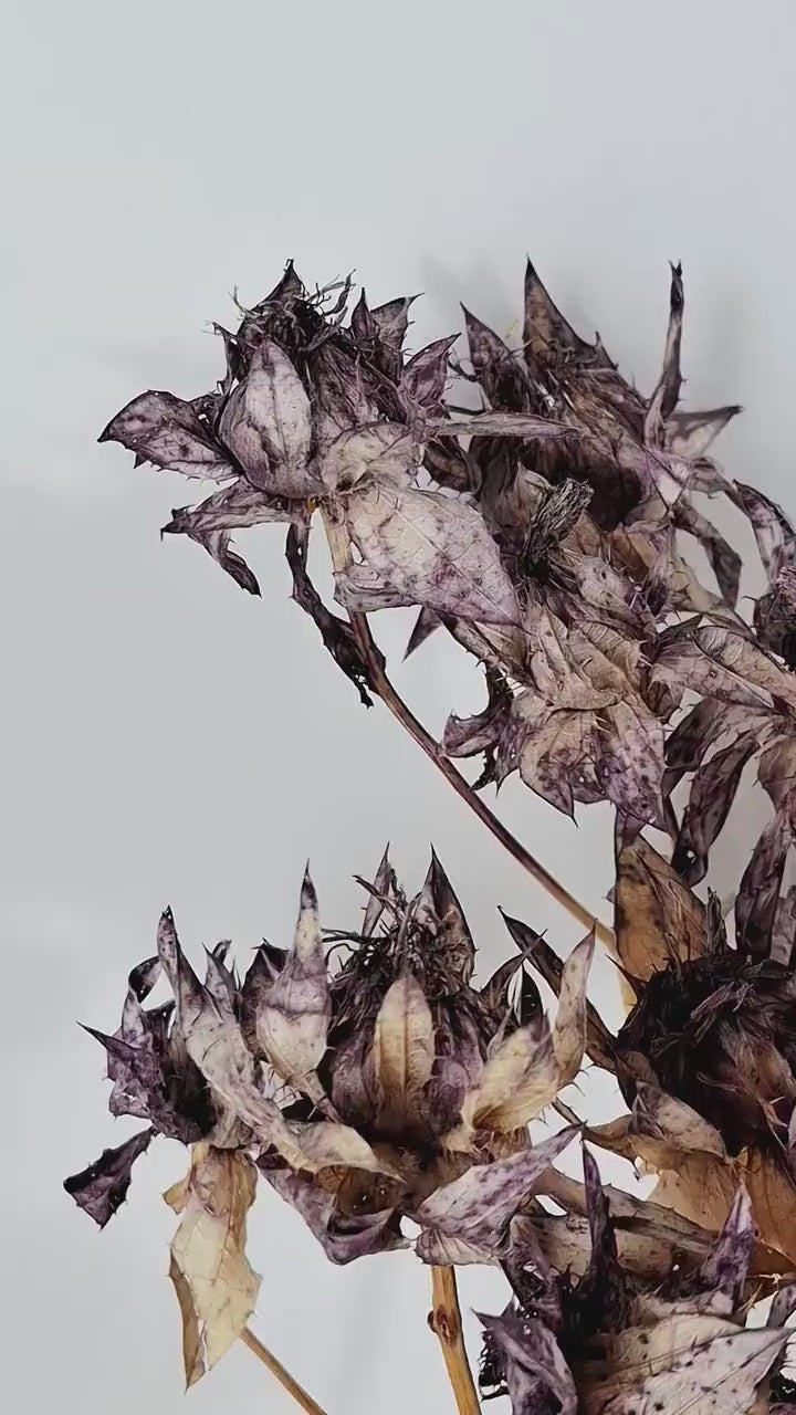 Dried Safflower Stems | Dusty Purple Dried Flowers | Floral Material | Botanical Stems | Resin Craft Supply