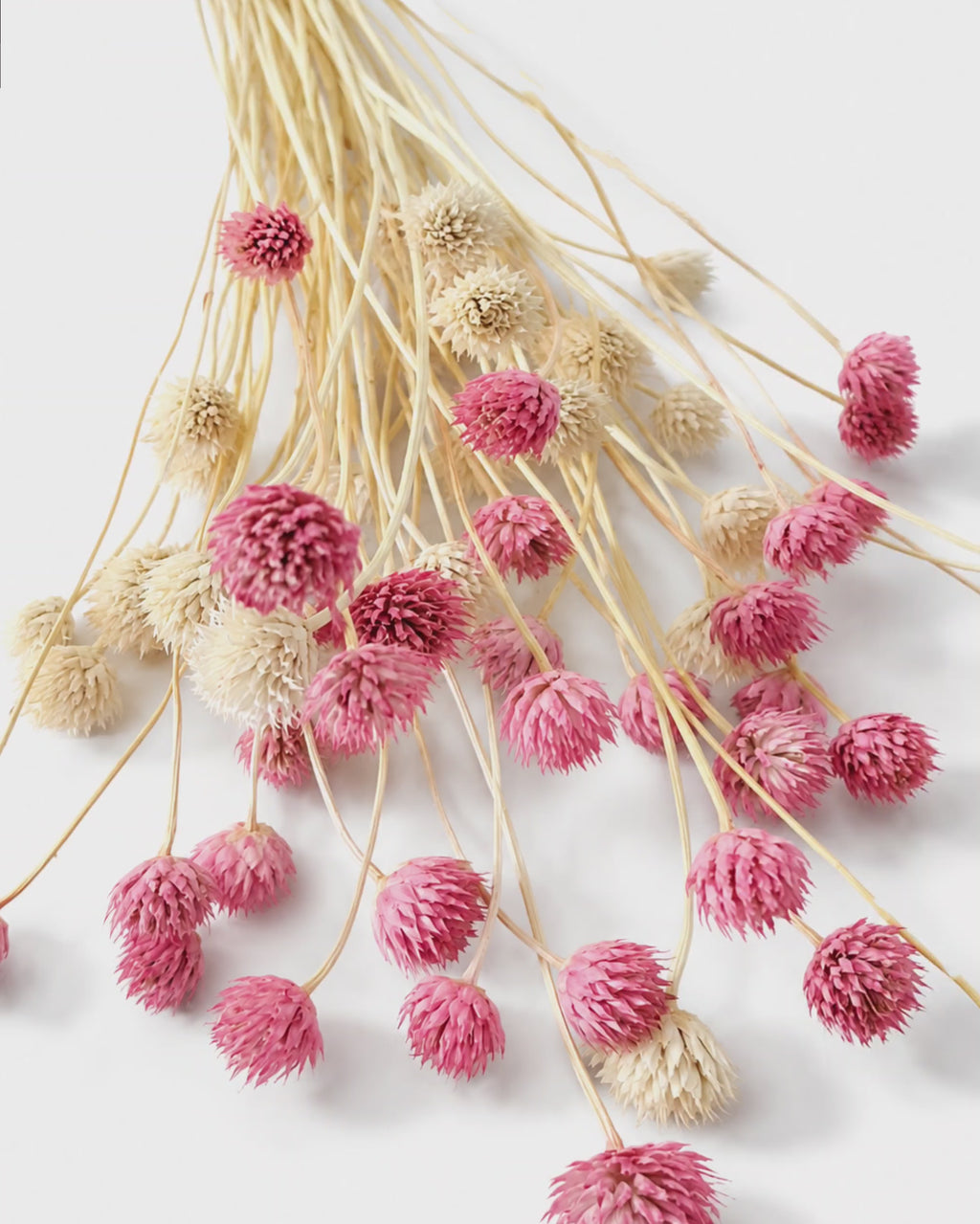 Pink Cephalaria Stems