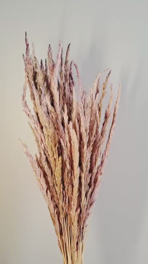 Dried Calamagrostis Stems Natural Beige Pink | Dried Grass Stems | Floral Material | 55-60 cm