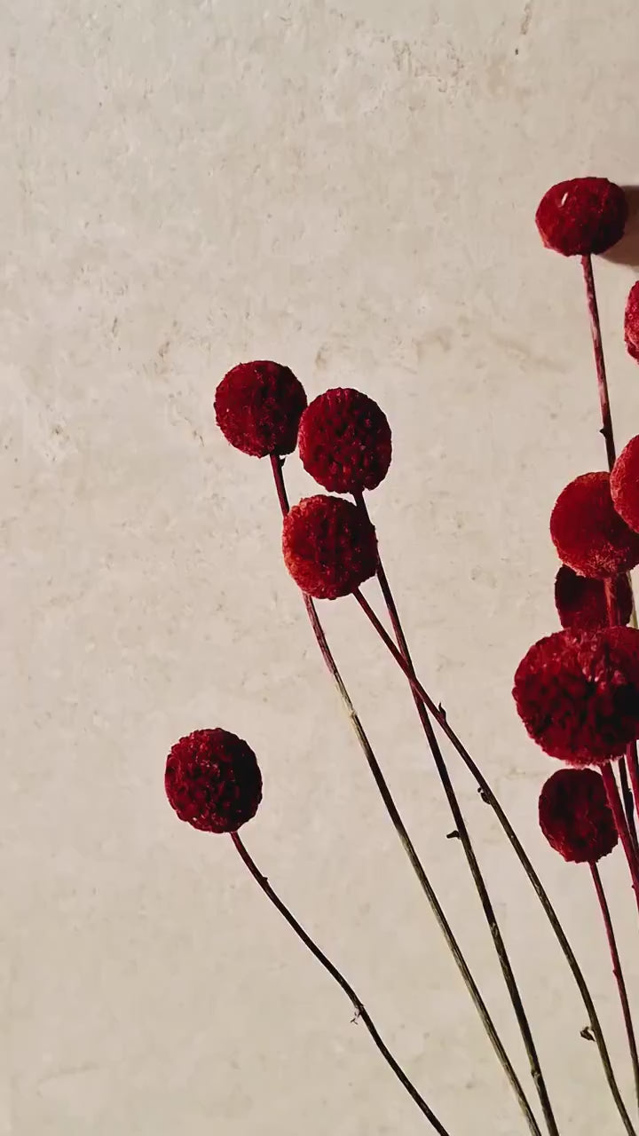 Dried Craspedia Stems Red Billy Buttons | Dyed Dried Flowers | Floristry Supply | DIY Craft Flowers | 15 Stems
