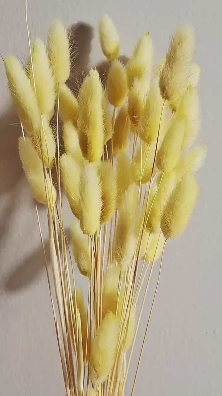Yellow Lagurus Stems | Bunny Tail Grass | Pastel Dried Flowers | Florist Supply | DIY Floral Craft