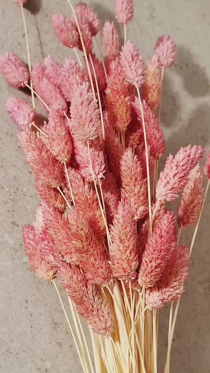 Dusty Pink Phalaris Stems | Muted Canary Grass | Dried Flower Supply | Florist Stems | DIY Floral Craft