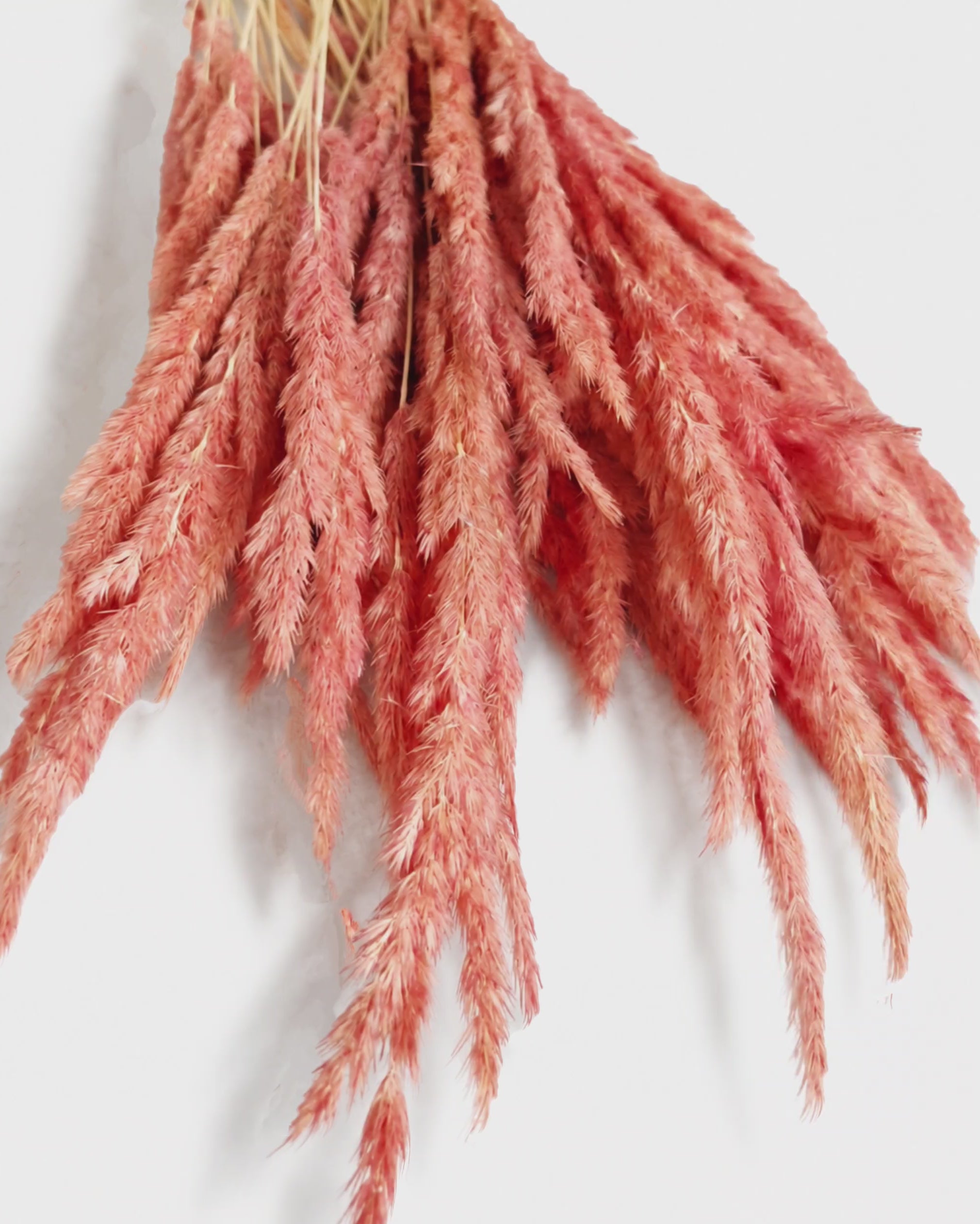 Dusty Pink Calamagrostis Stems