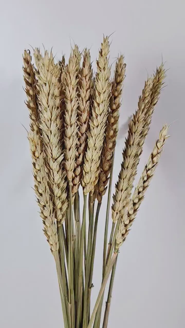 Natural Wheat Bundle | Premium Dried Wheat Stems | Florist Supply | Botanical Material | DIY Floral Craft