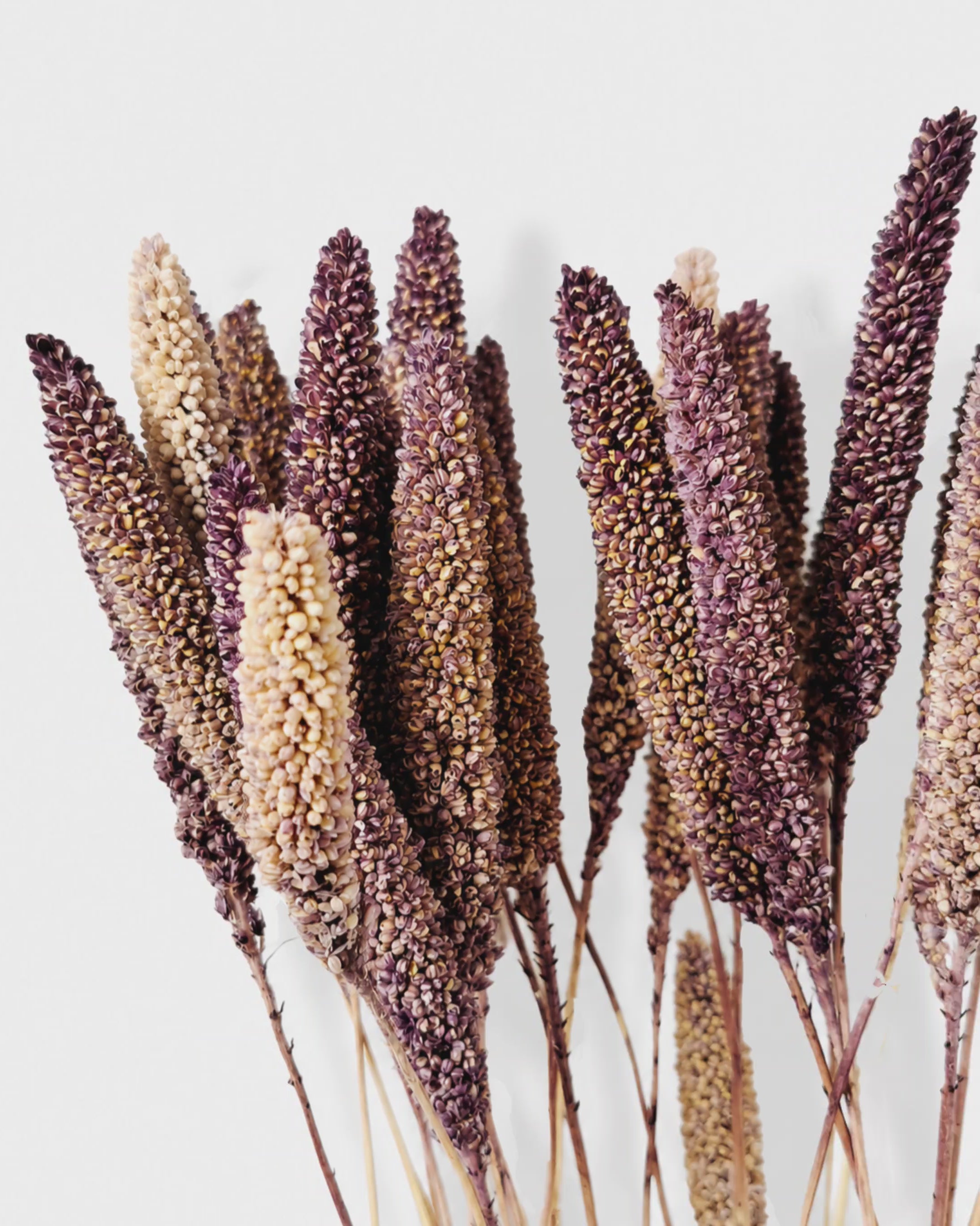 Dried Purple Brown Setaria Stems - Foxtail Millet
