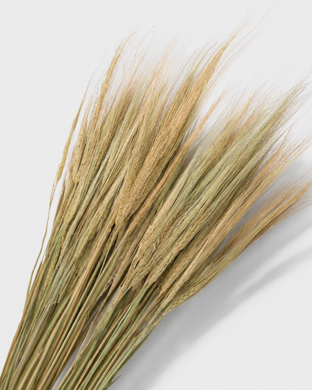 Natural Dried Barley Stems