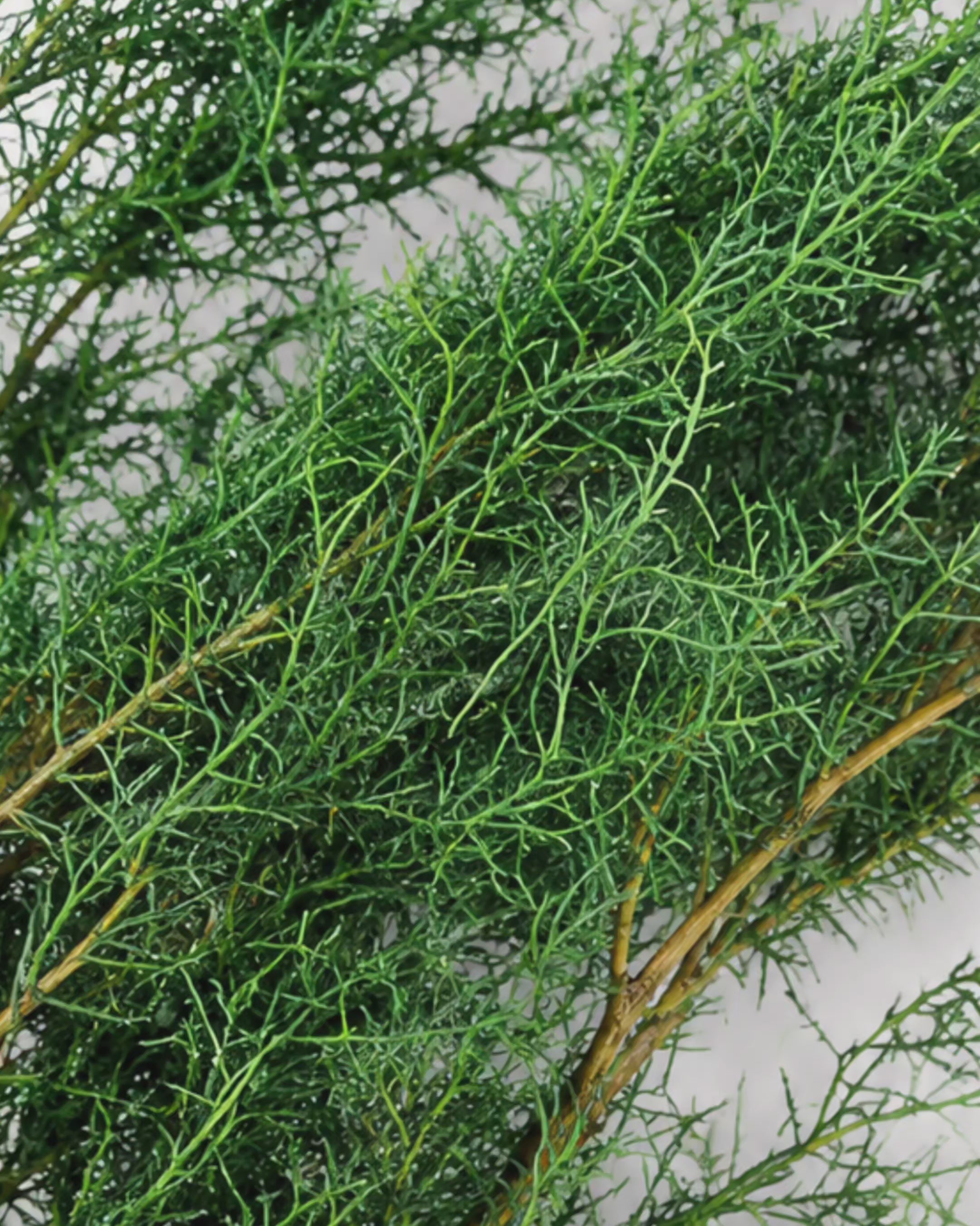 Stabilized Juniper Branch