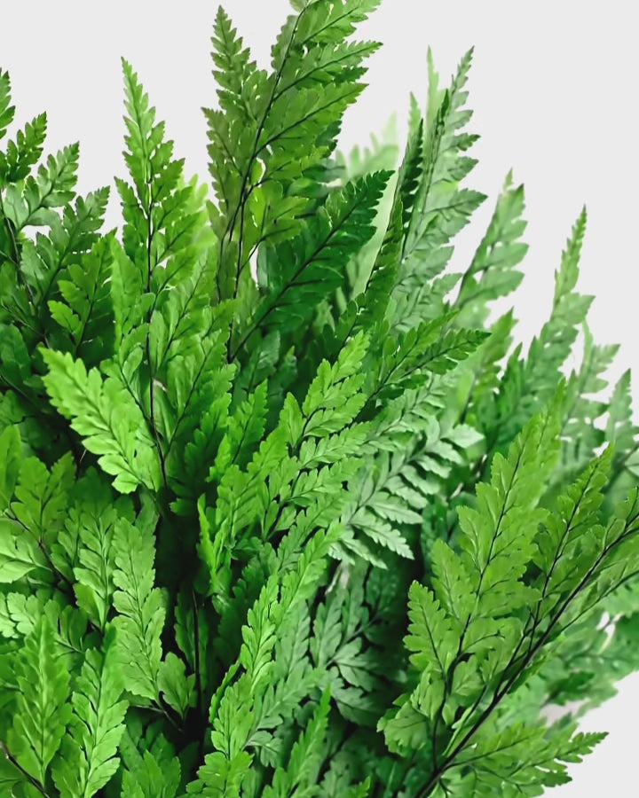 Dried Leatherleaf Fern