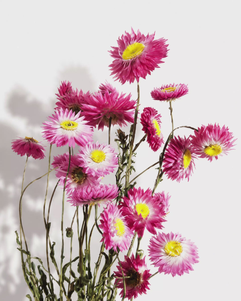 Pink Helichrysum Stems