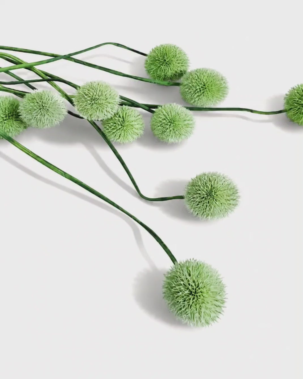 Green Globe Thistle Stems