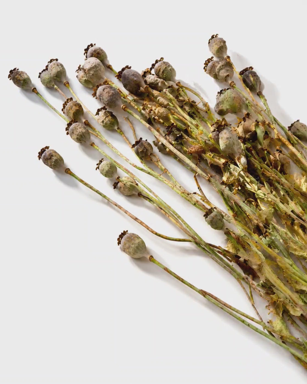 Natural Dried Poppy