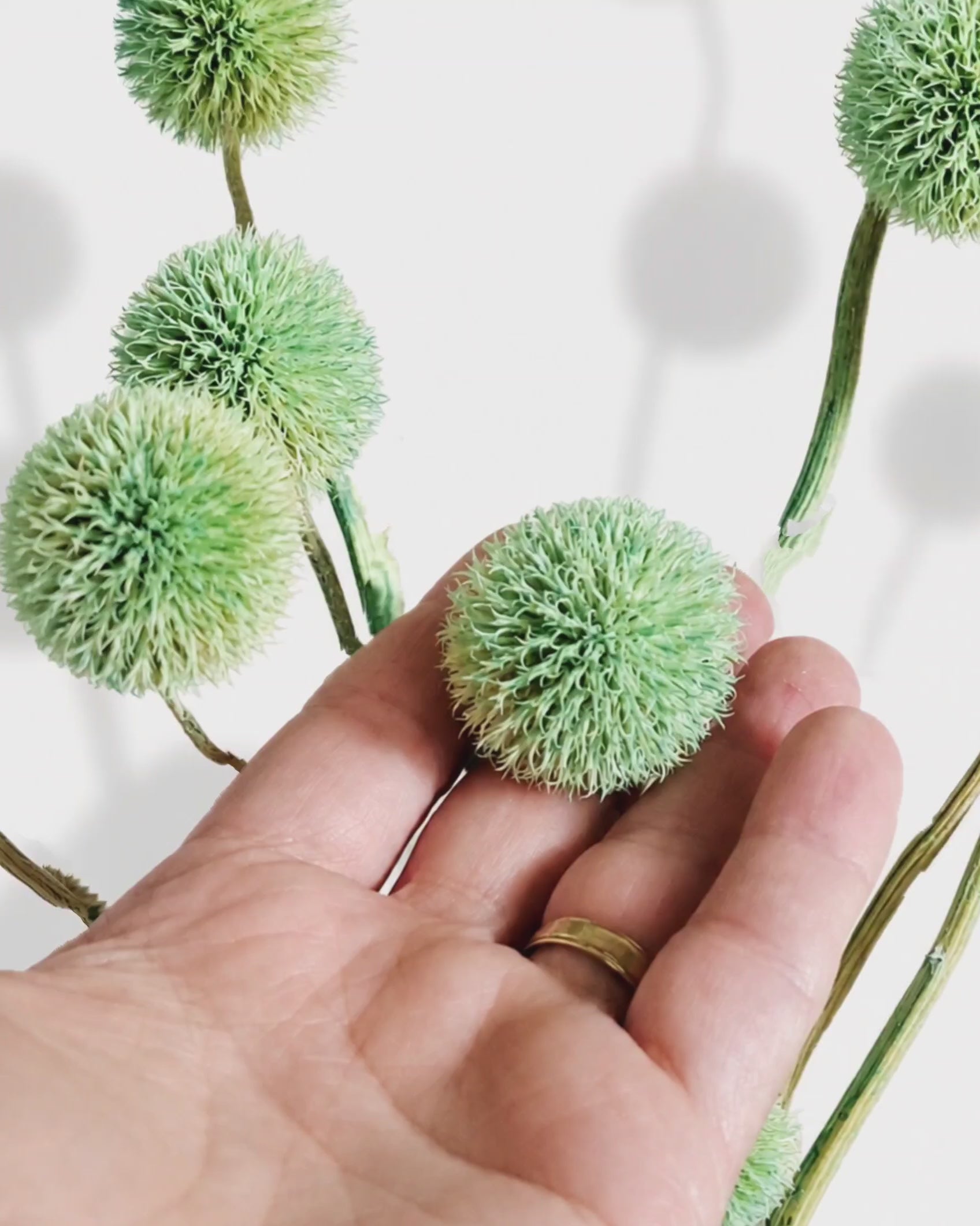 Dried Mint Green Allium Stems - Soft Globe Bunch