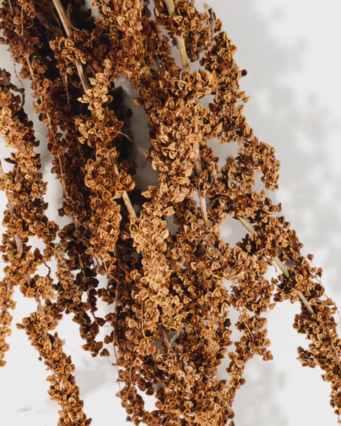 Brick Brown Wild Dock Stems