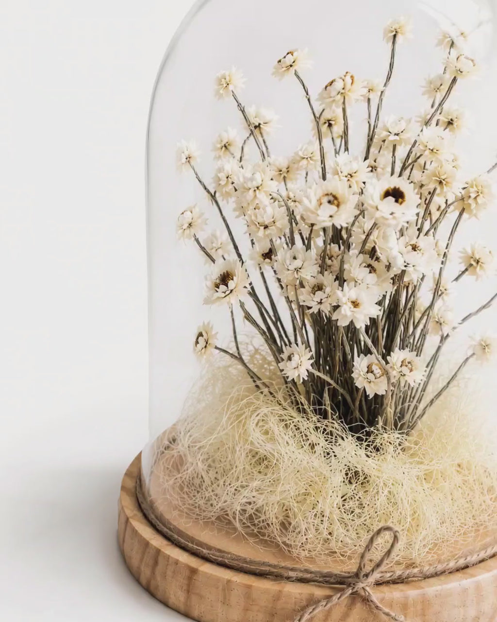 White Preserved Ammobium Under Glass Dome