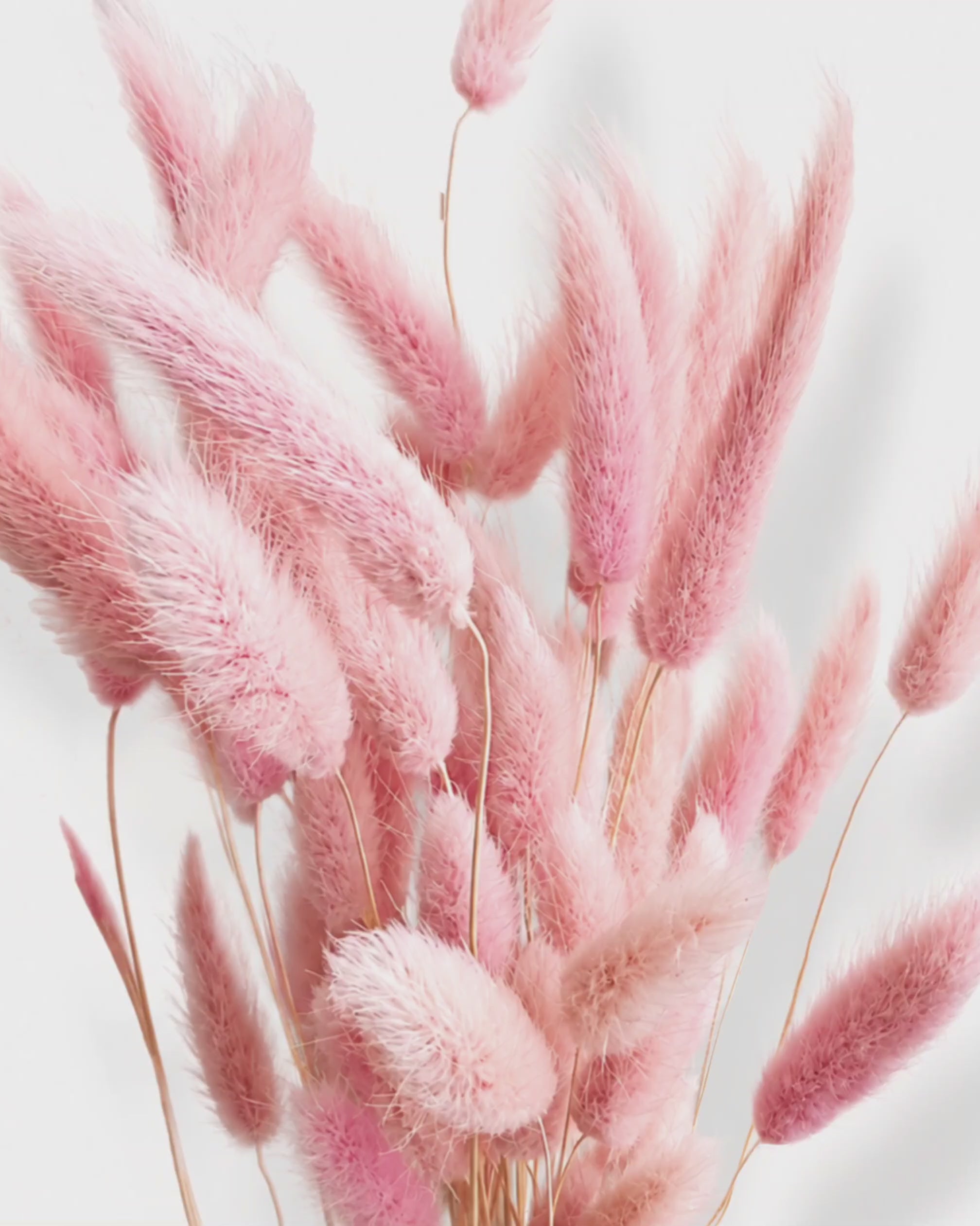 Soft Baby Pink Lagurus Stems, Preserved Bunny Tails