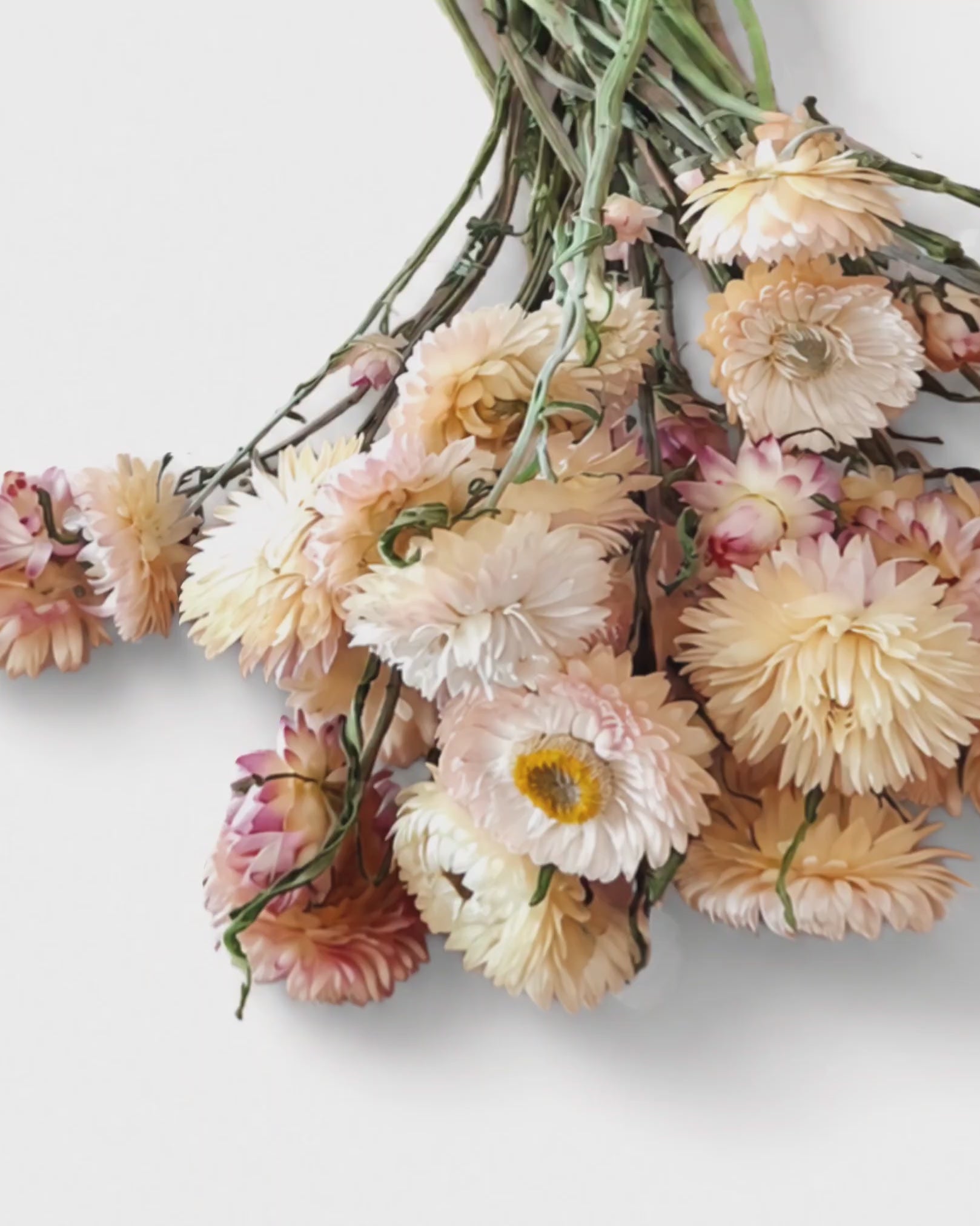 Dried Peach Pink Strawflowers