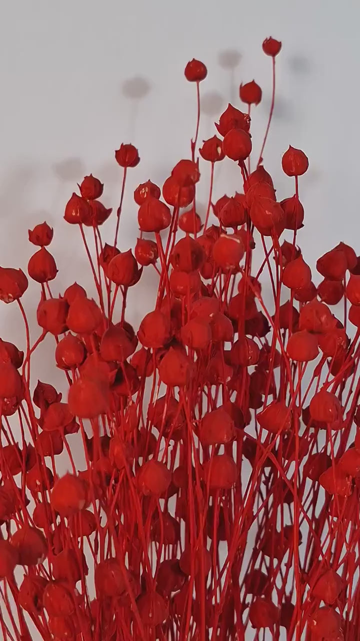 Bright Red Dried Flax Stems | Preserved Flax Stems | Florist Supply | Dyed Botanical Stems