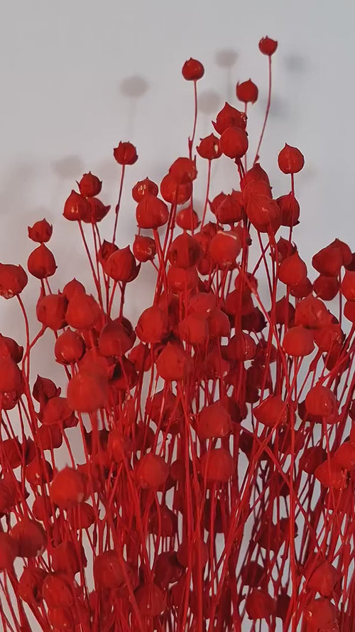 Bright Red Dried Flax Stems | Preserved Flax Stems | Florist Supply | Dyed Botanical Stems