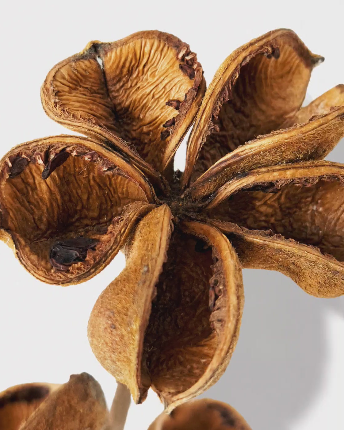Lotus Style Seed Pods
