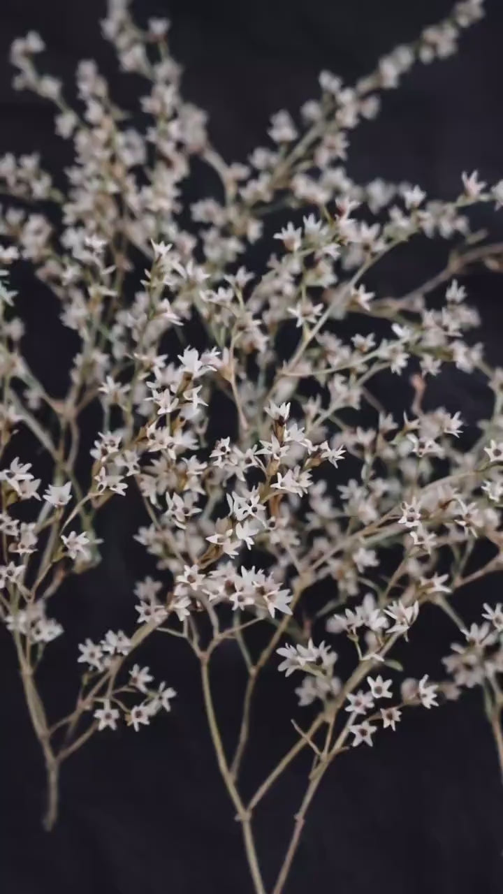 White German Statice Branches | Preserved Dried Flowers | Florist Material | DIY Craft Flowers | Botanical Supply