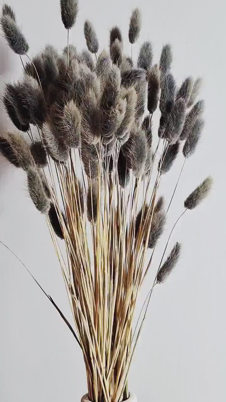 Dark Grey Bunny Tail Grass | Preserved Lagurus Stems | Floral Supply | DIY Craft Flowers