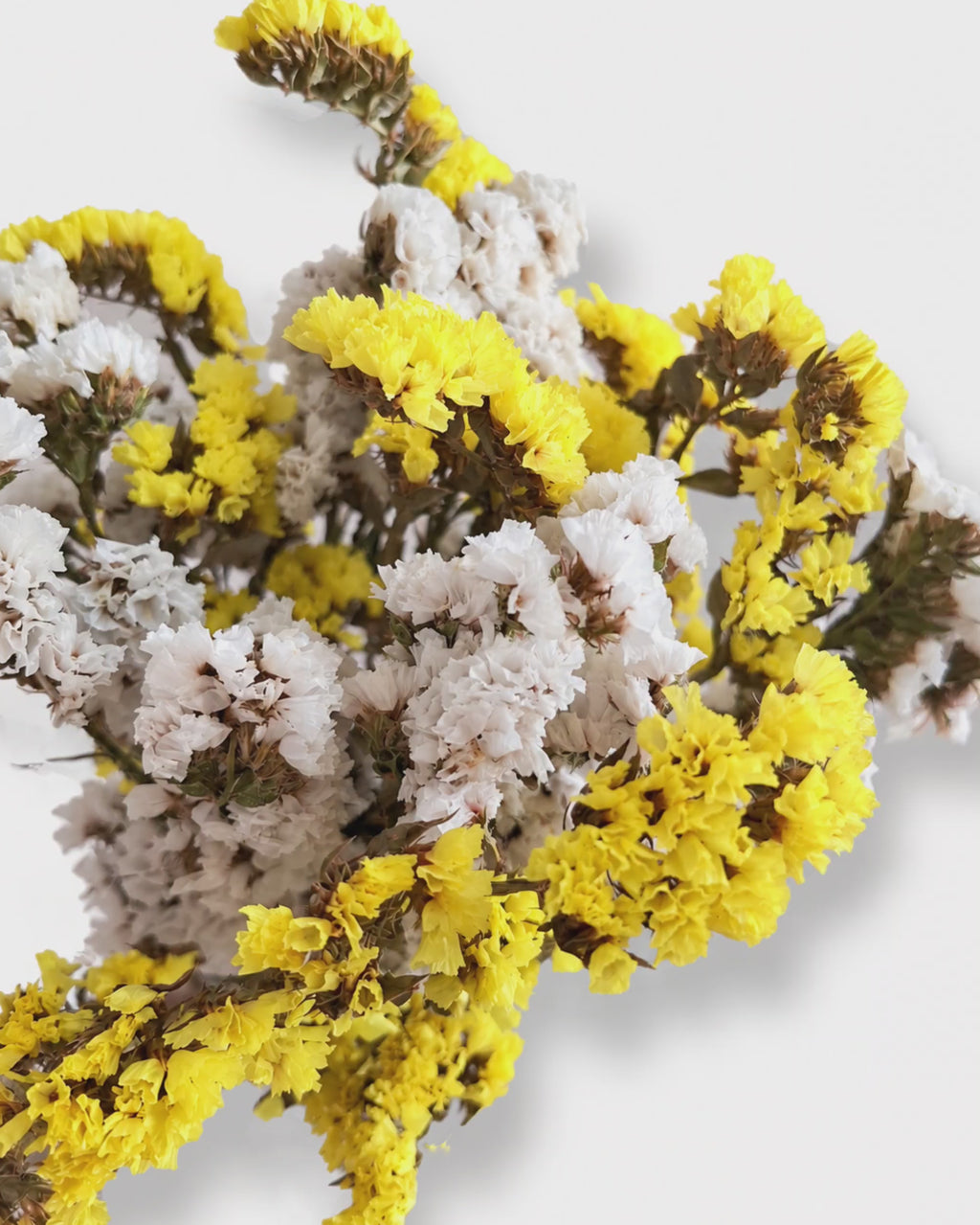Dried Statice Bunch 100g - Yellow White Limonium Botanicals