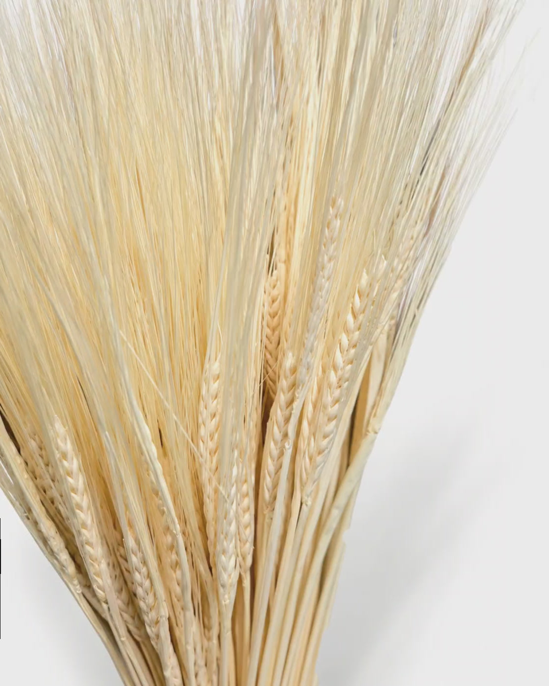 Dried Cream Bleached Barley Stems 25 Stems - Natural Wheat 50-55cm