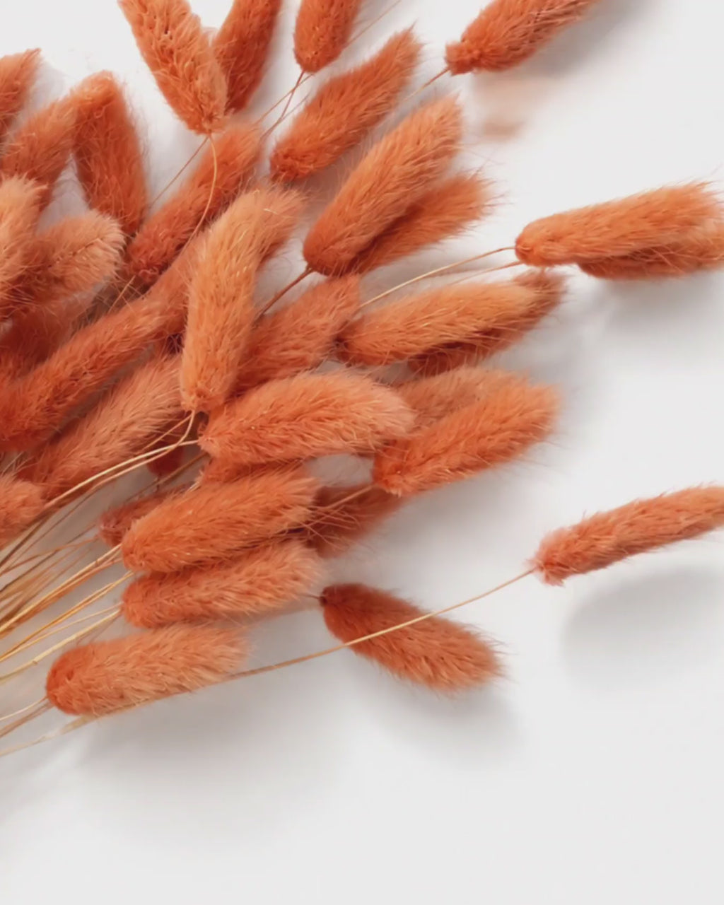 Terracotta Lagurus Stems, Preserved Bunny Tails Bundle