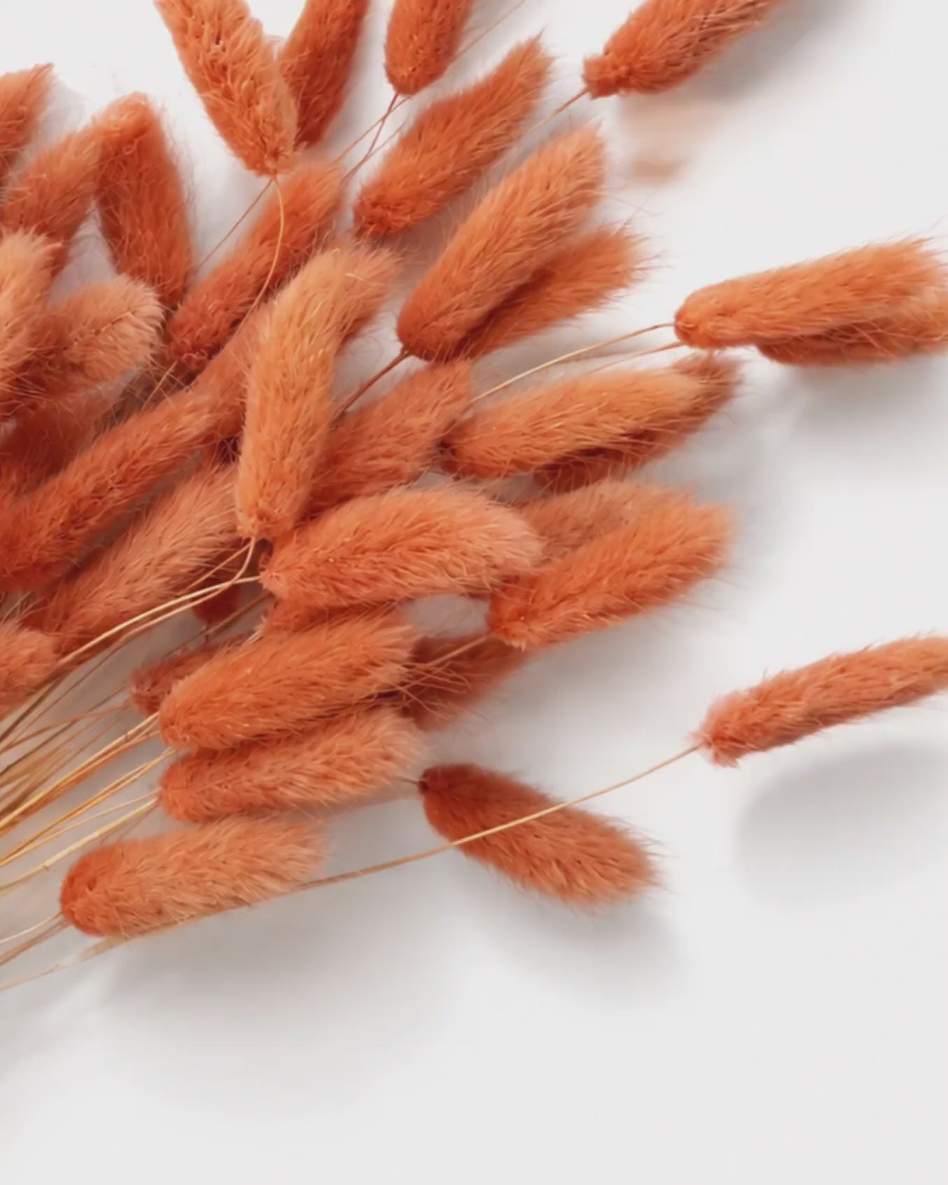 Terracotta Lagurus Stems, Preserved Bunny Tails Bundle