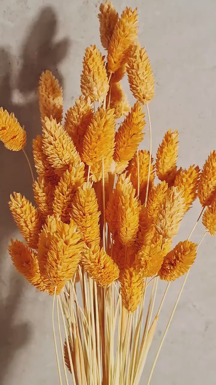 Soft Orange Dried Phalaris | Canary Grass Stems | Florist Supply | DIY Floral Craft