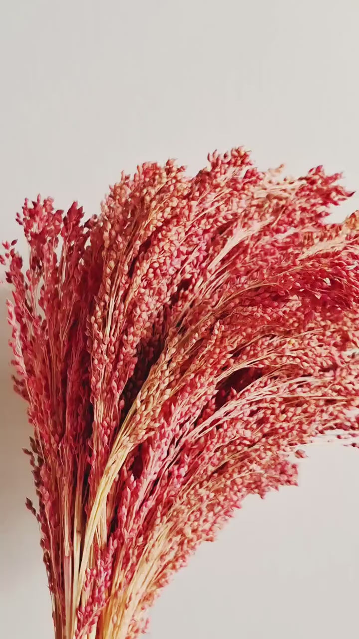 Muted Red Dried Millet Stems 40–45 cm | Dyed Dried Flowers | Floral Supply | Craft Material | Florist Stems | Bulk Stems