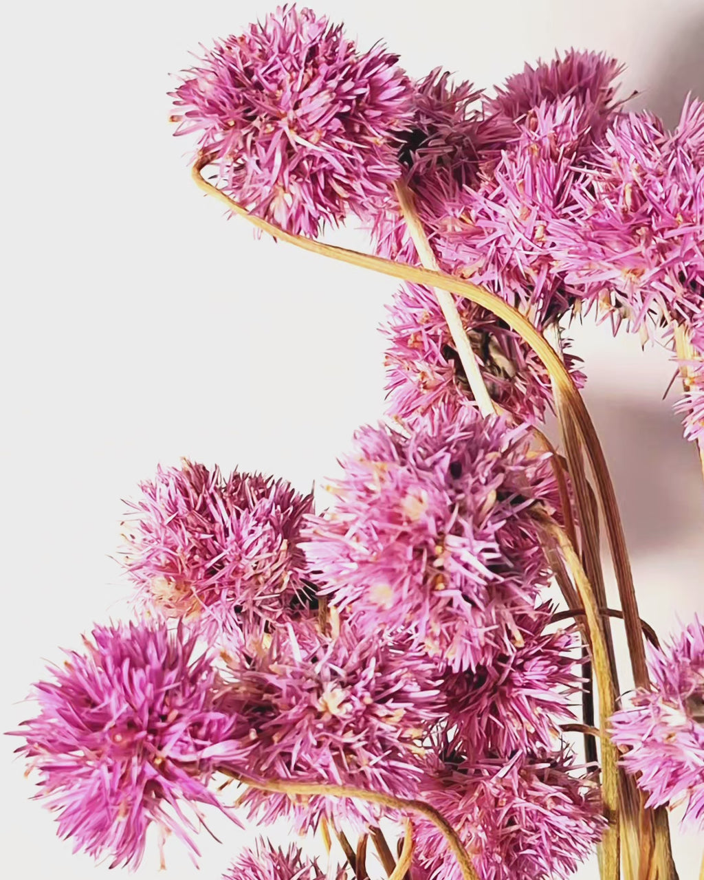Pink Gomphrena Dried Flower Bouquet