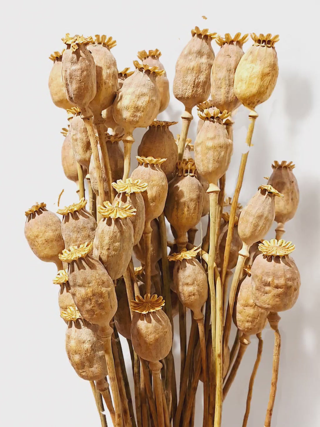 Natural Dried Poppy Pods Stems