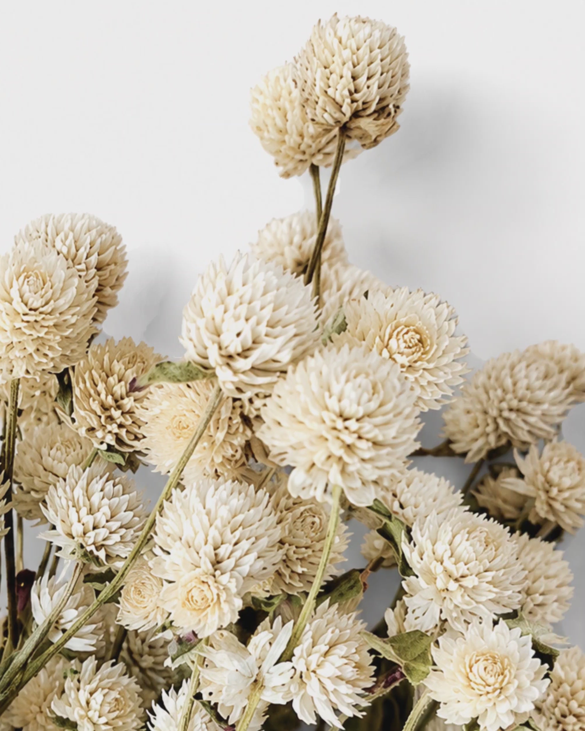 Ivory Gomphrena Bouquet