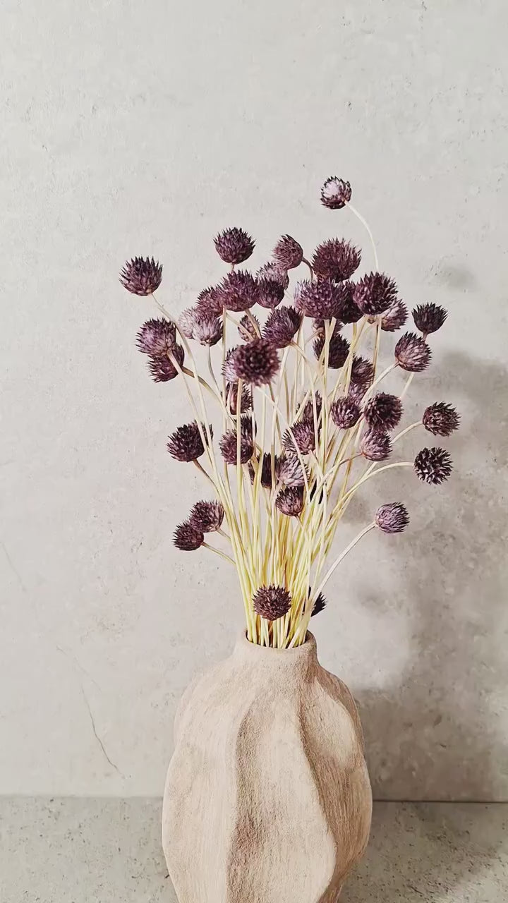 Dried Cephalaria Stems Purple | Natural Globe Flowers | Dried Floral Stems | Florist Supplies | DIY Craft Flowers