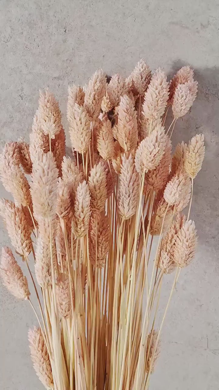 Light Pink Phalaris Stems | Dried Flower Supply | Preserved Canary Grass | Florist Material | Dried Flower Stems
