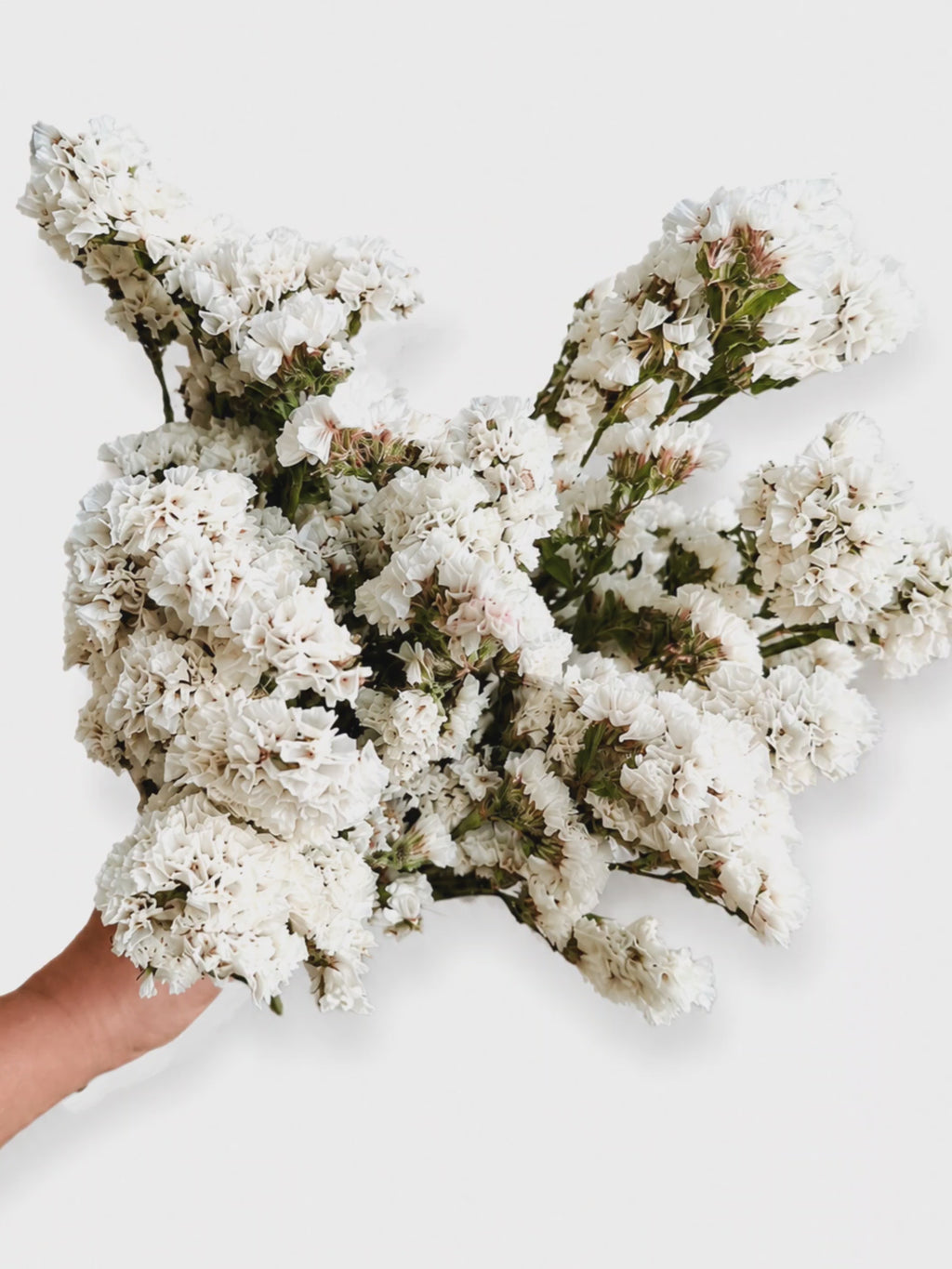 White Statice Stems
